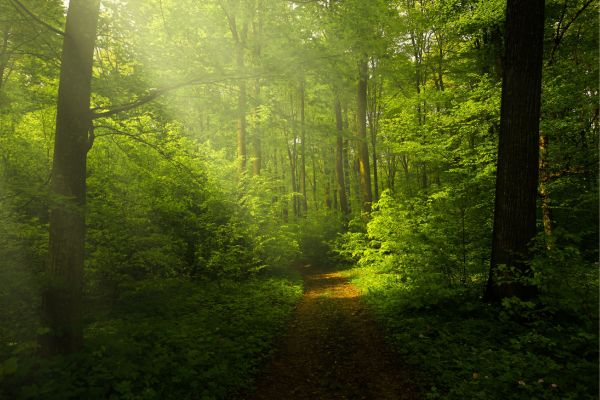 Call for Grants: Pilots of Long-term Climate Impact Forest Monitoring Sites (G-05-2024) in Europe