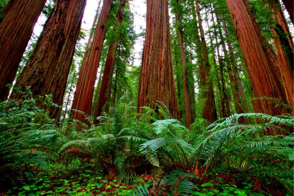 $30,000 to $50,000 Redwood Research Grant Program (United States)