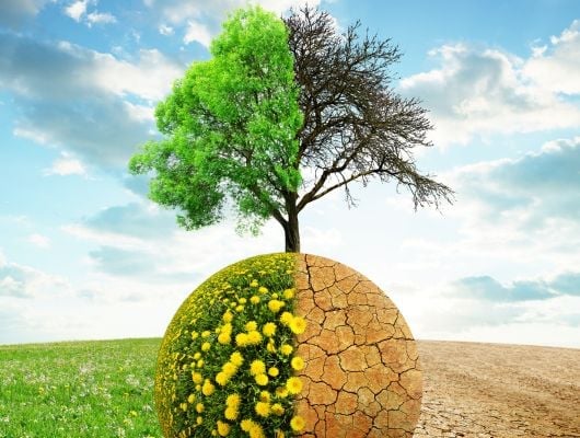 CFPs: Blue Economy for Job Creation and Climate Change Adaptation Programme