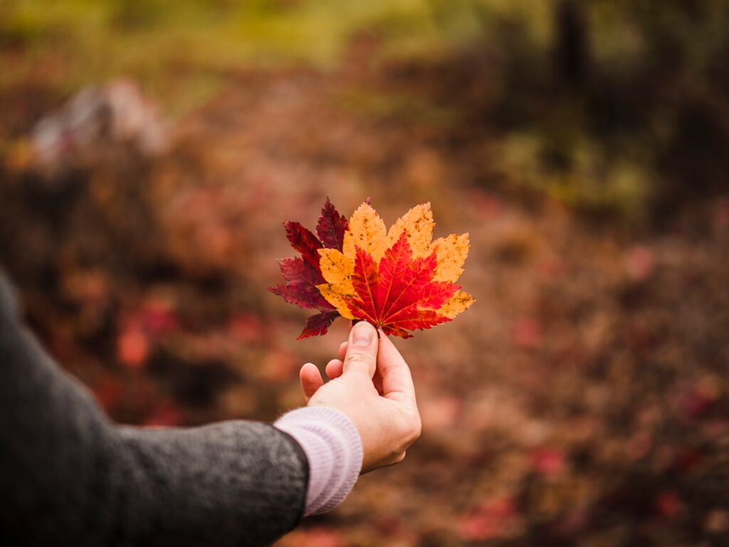 Photo Maple leaf