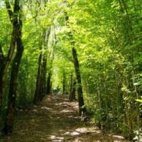 CFPs: UK PACT in the Forest Sector Program (Brazil) - fundsforNGOs CFPs: UK PACT in the Forest Sector Program (Brazil)