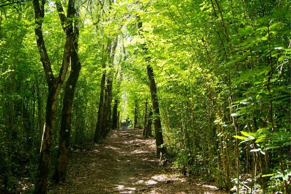 CFPs: UK PACT in the Forest Sector Program (Brazil)