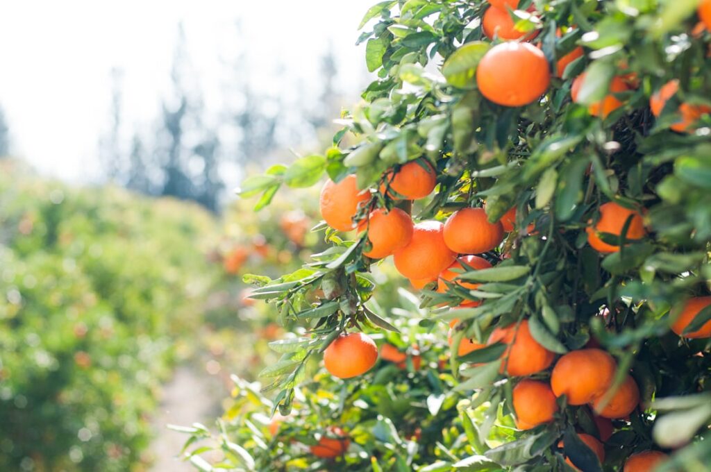Photo Smart farming