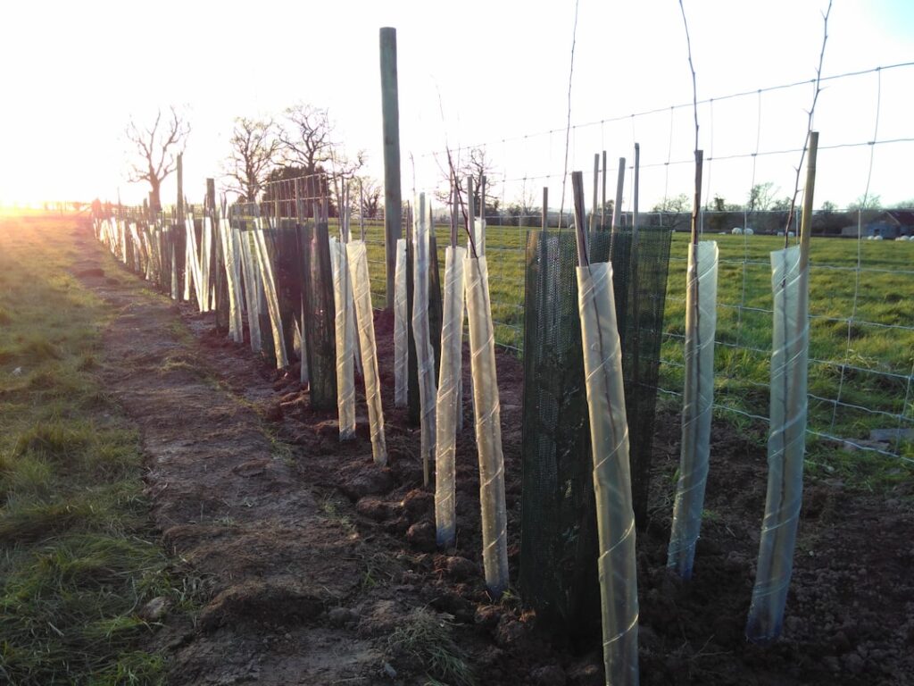 Photo Tree planting