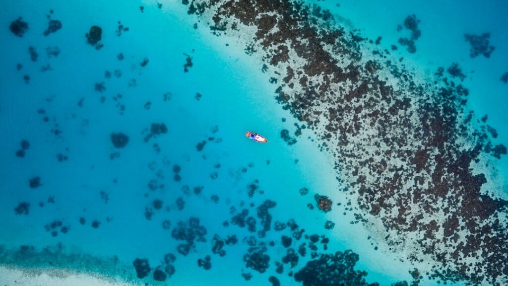 Photo Coral reef