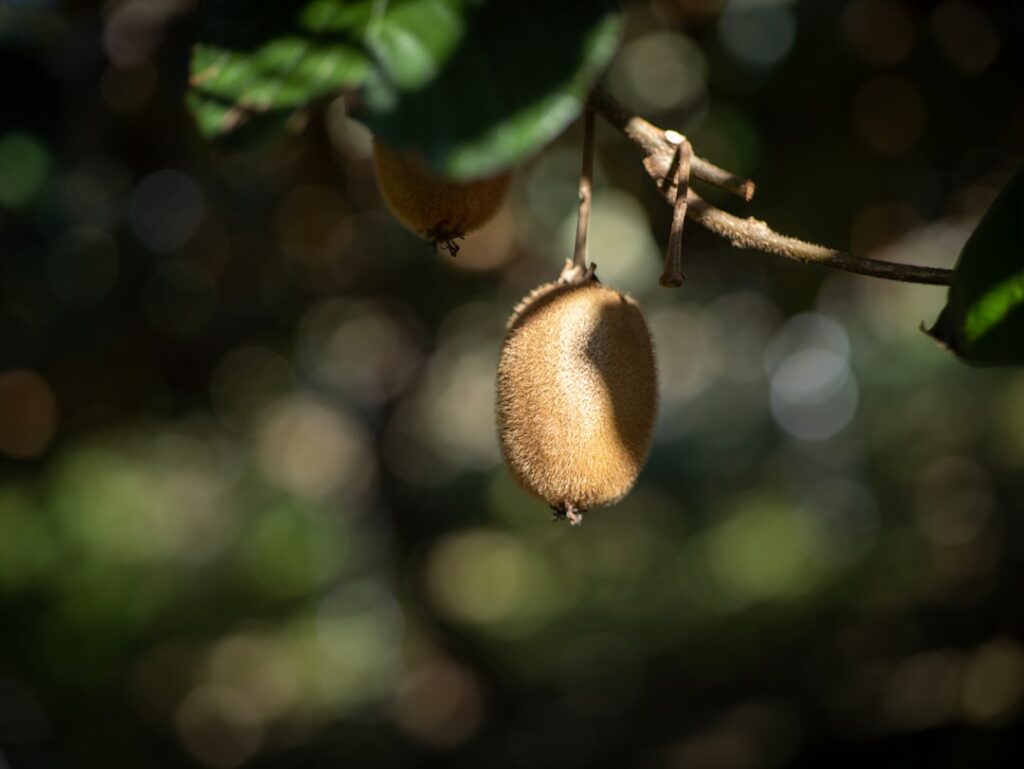 Photo Kiwi fruit
