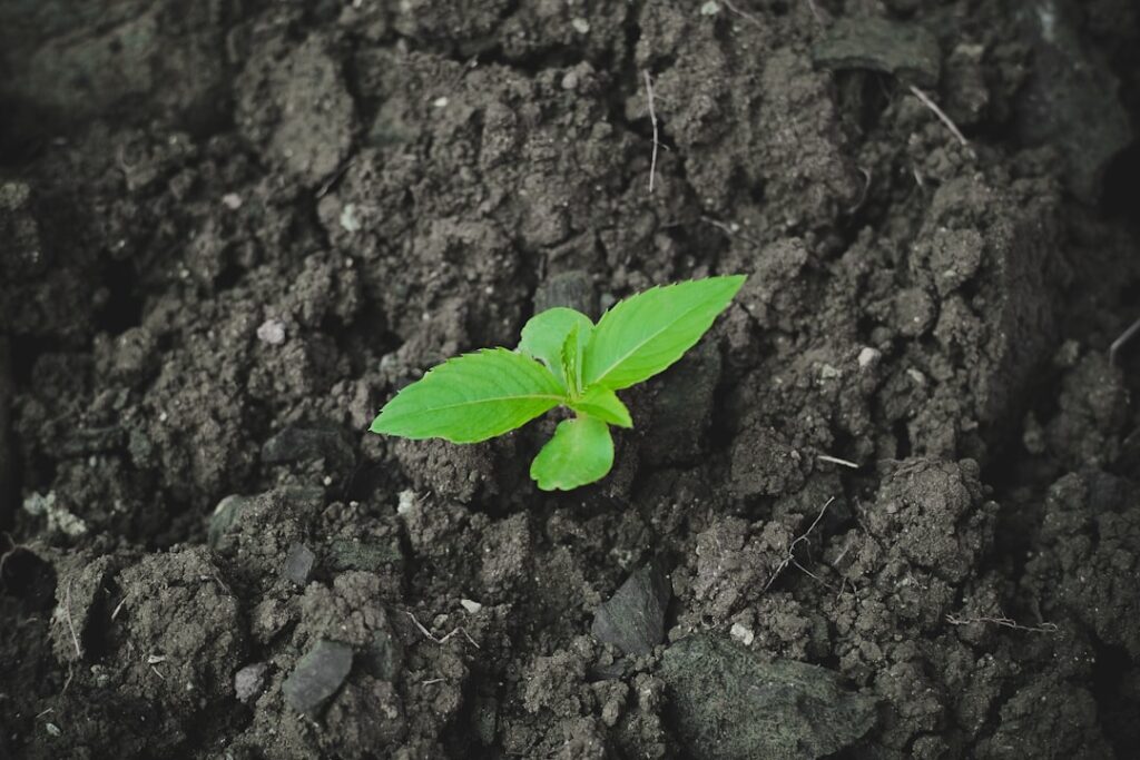 Photo Tree planting