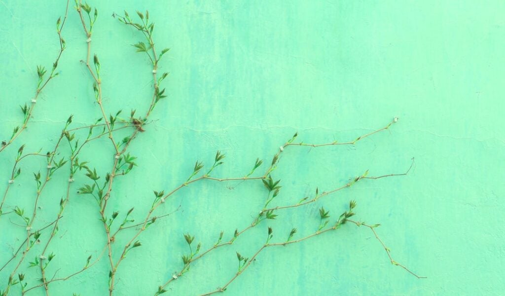 Photo Green Grants