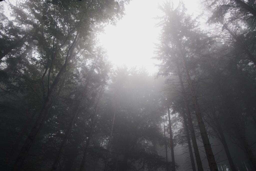 Photo Forest beauty
