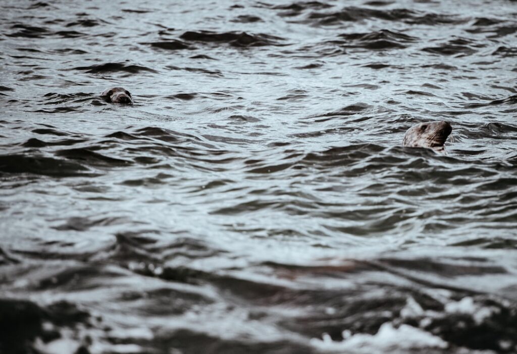 Photo Official seal
