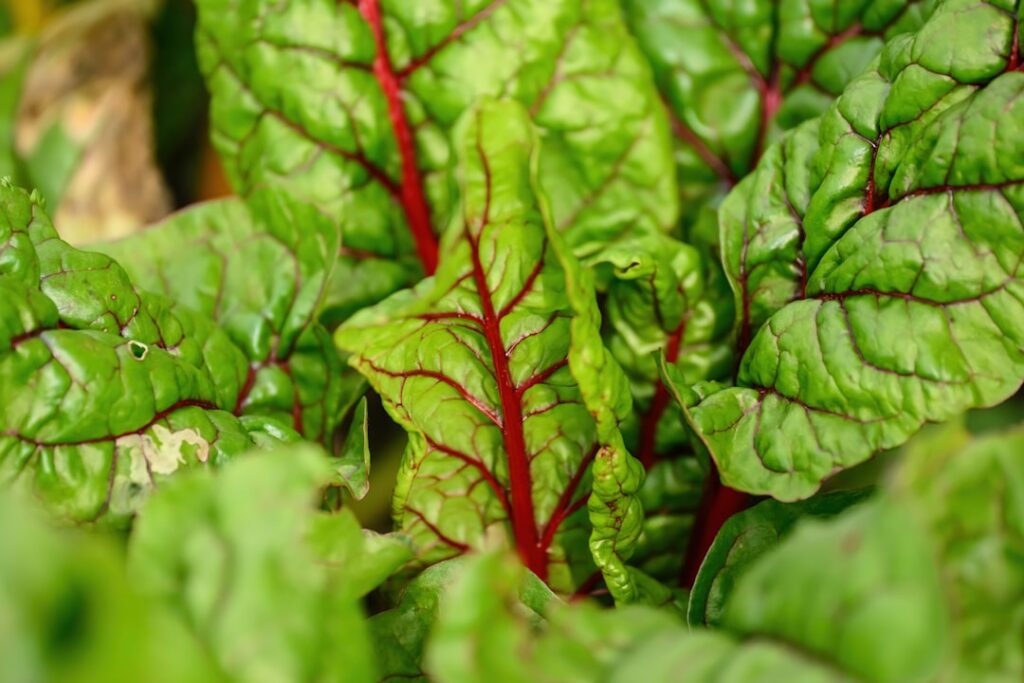 Photo Community gardens