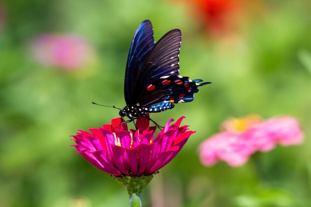 Photo Community garden