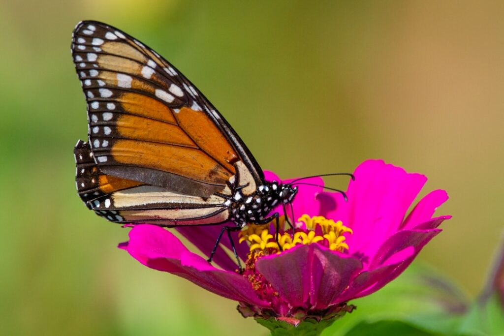 image-397 - fundsforNGOs Photo Community garden