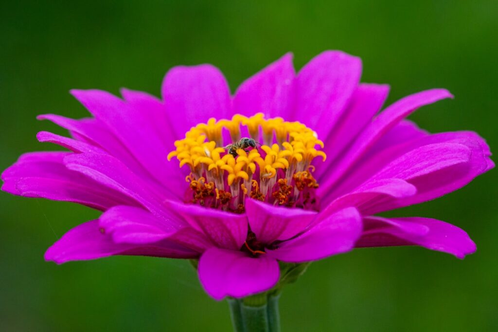 image-416 - fundsforNGOs Photo Community garden