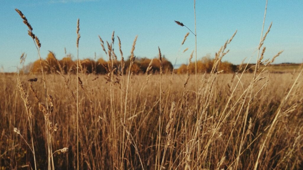 Photo Research field
