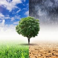 CFPs: Norway’s International Climate and Forest Initiative (NICFI)
