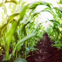 European Commission launches Organic Production Method Programme 2025