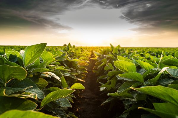 CFAs: Union Quality Scheme on Organic Production Method Program