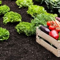 CFPs: Support for Simple Programmes targeting other Geographical Areas