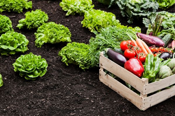 CFPs: Support for Simple Programmes targeting other Geographical Areas
