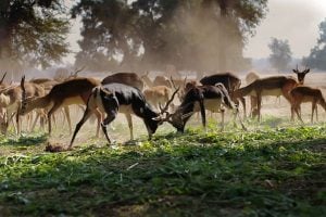 Organic Products: Union Sustainable Agriculture and Animal Welfare Programme in any third country/ies