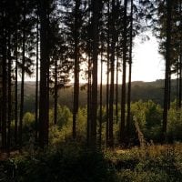 Major Grant for Forest Sciences (Finland)