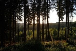 Major Grant for Forest Sciences (Finland)