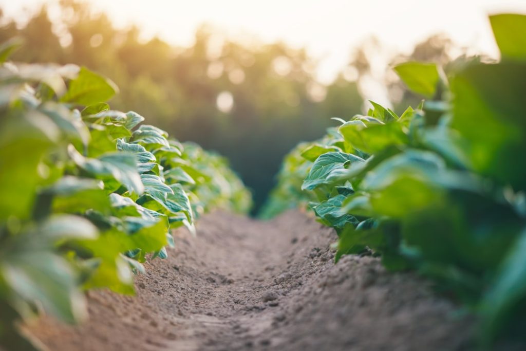 Photo Farmers planting crops