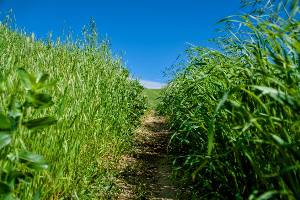 Photo Green fields