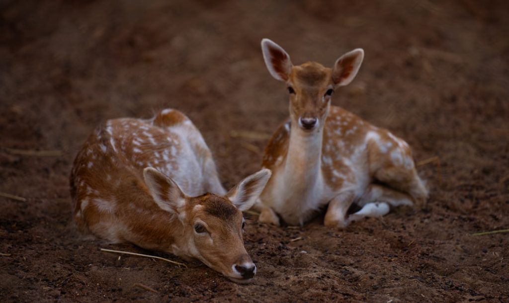 Photo Wildlife sanctuary