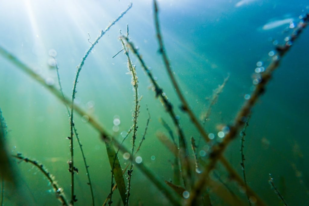 Photo Underwater research