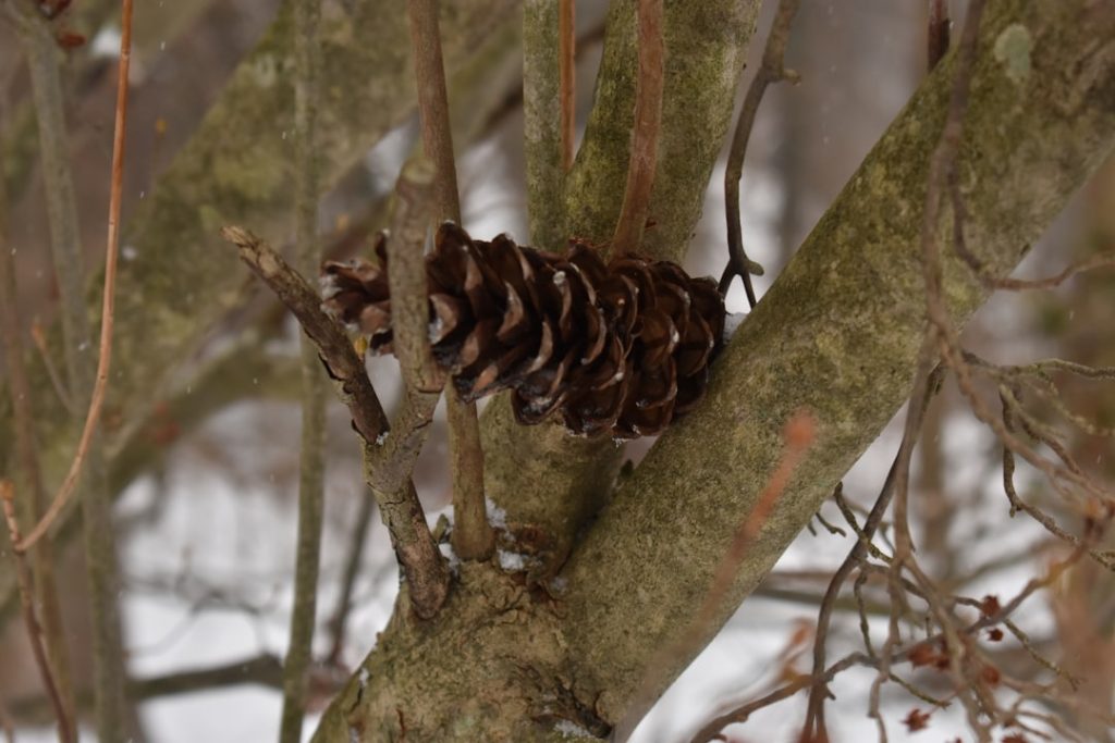 Photo Forest regeneration