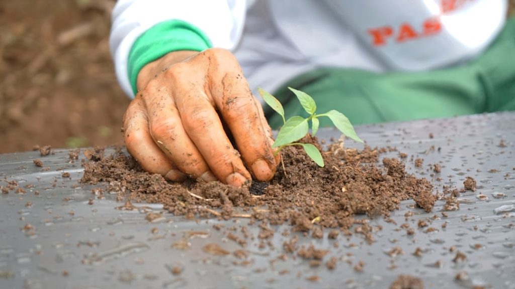 Photo Farmers harvesting
