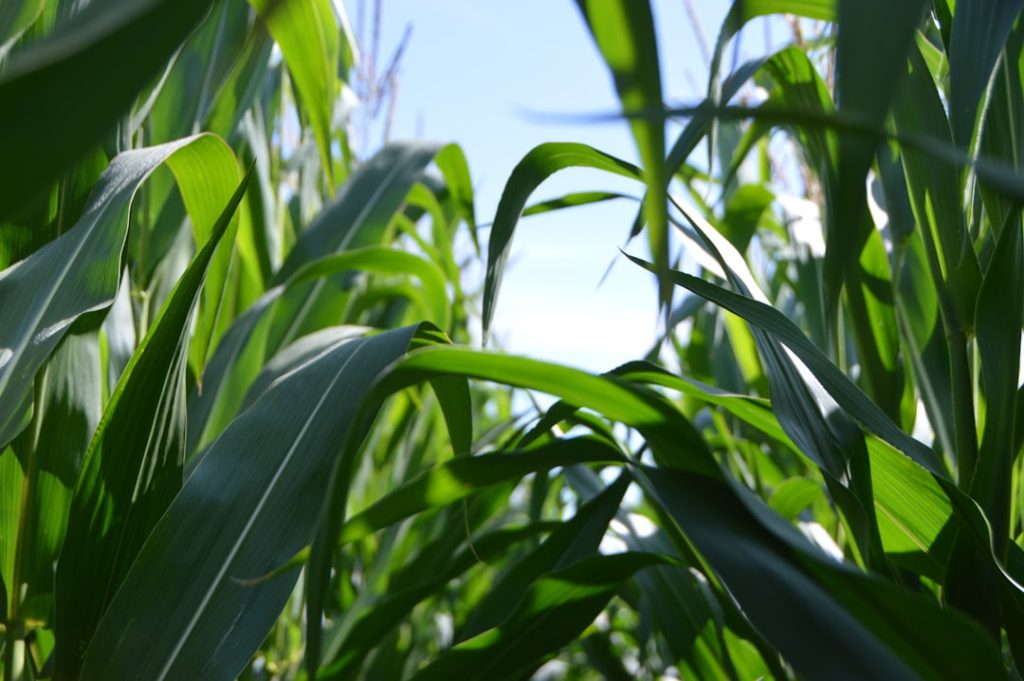 Photo Collaborative Farming