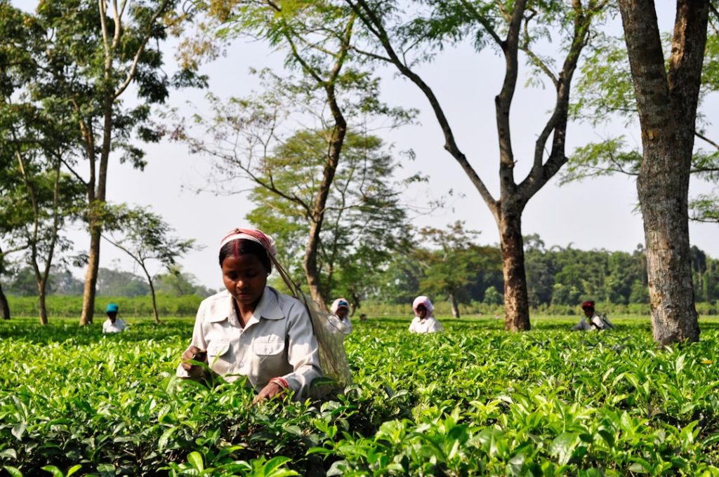 Photo Smallholder farmer harvesting
