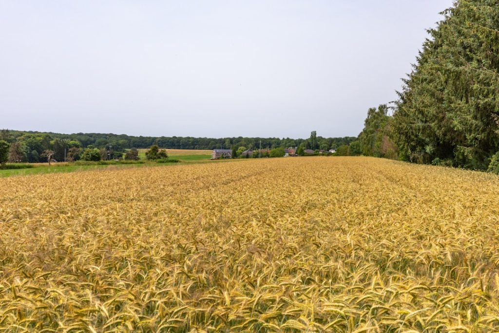 Photo Farmers harvesting