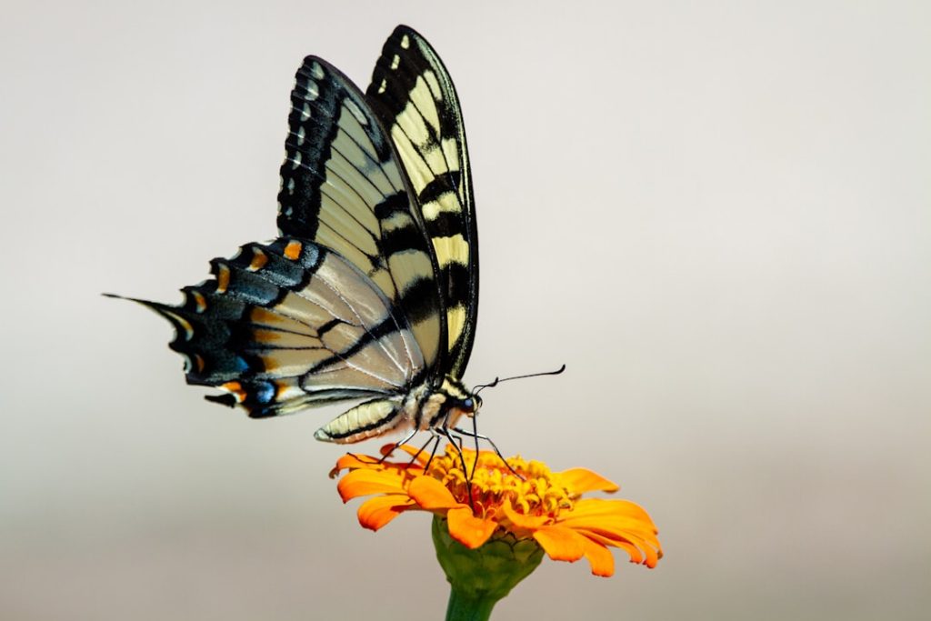 Photo Community garden