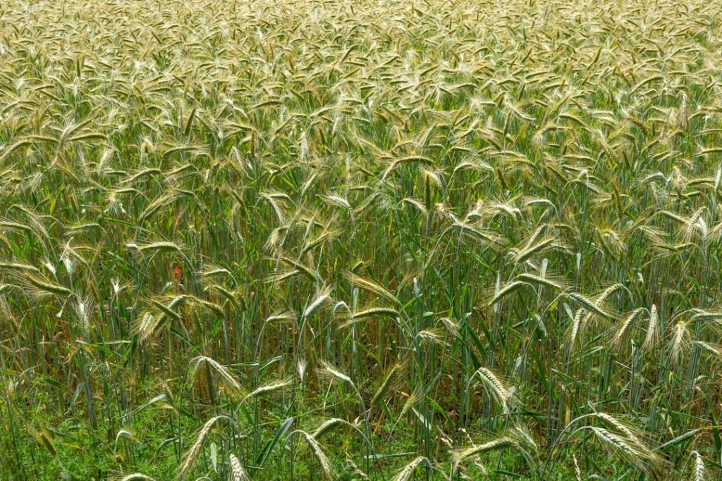 Photo Farmers harvesting