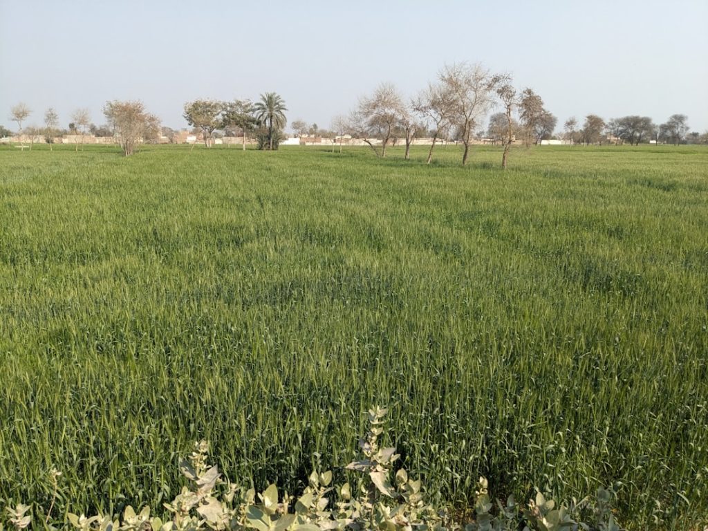 image-370 - fundsforNGOs Photo Agricultural technology