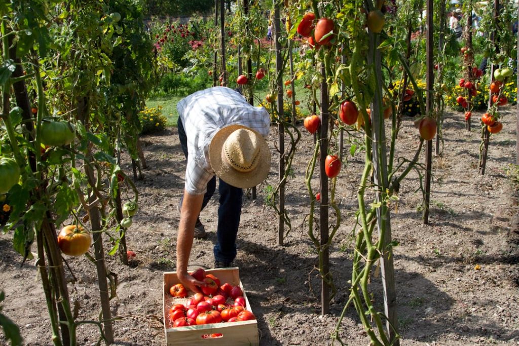 Photo Farmers harvesting