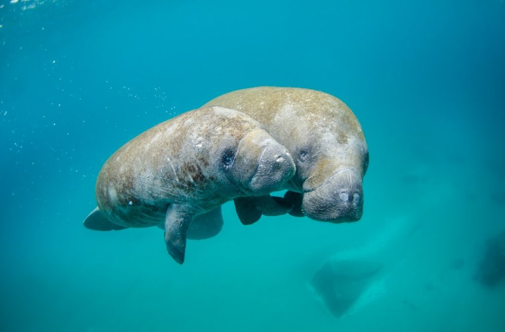 Photo Marine sanctuary