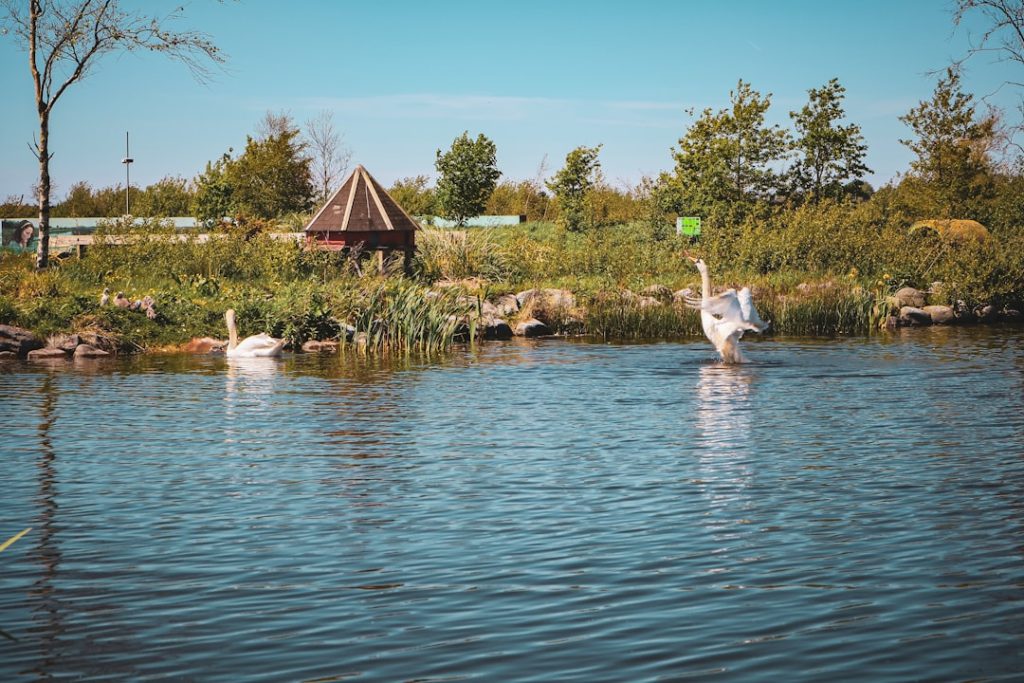 Photo Wetlands restoration