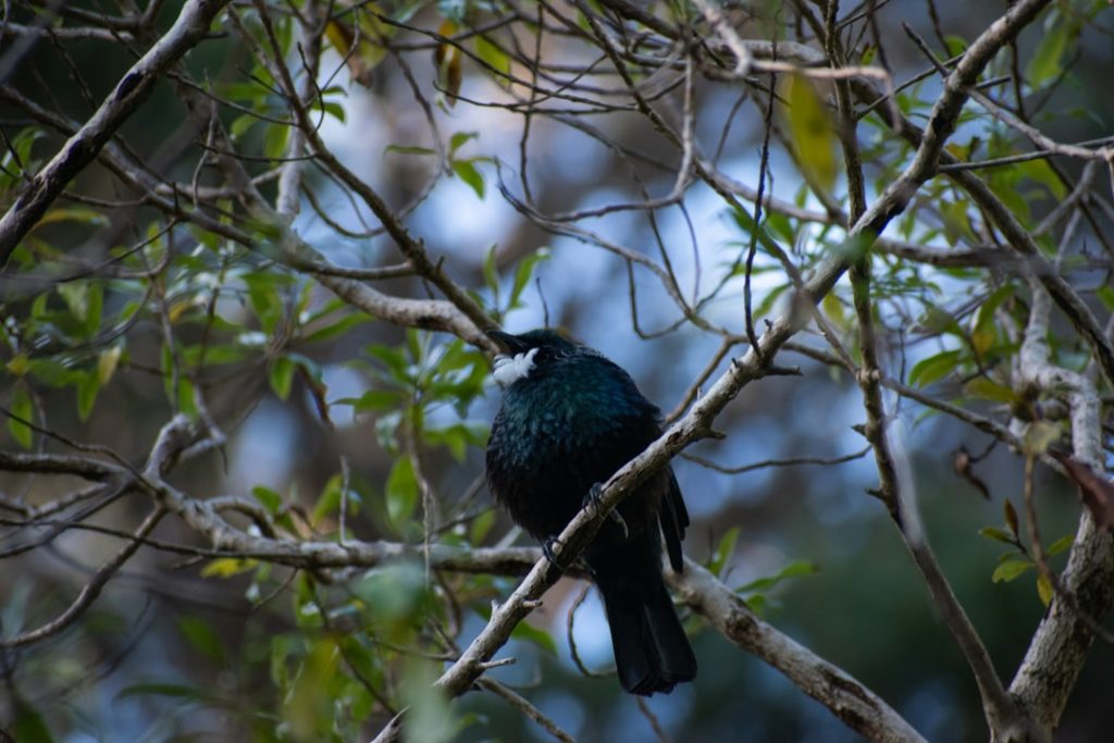 image-564 - fundsforNGOs Photo Wildlife sanctuary