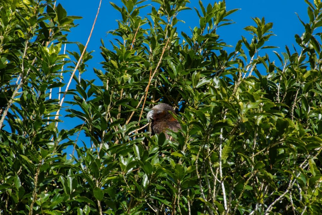 Photo Wildlife sanctuary
