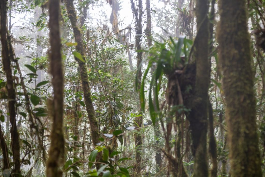 Photo Rainforest conservation