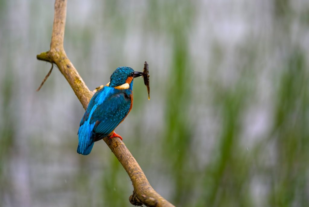 image-729 - fundsforNGOs Photo Nature reserve