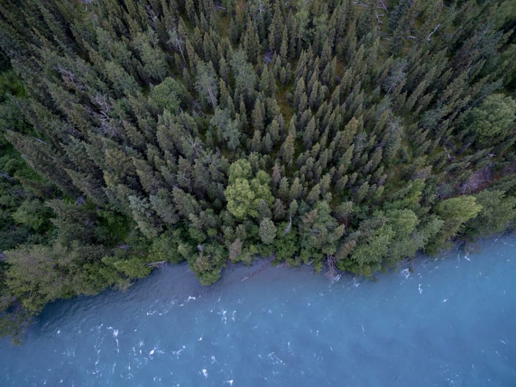 Photo Forest conservation