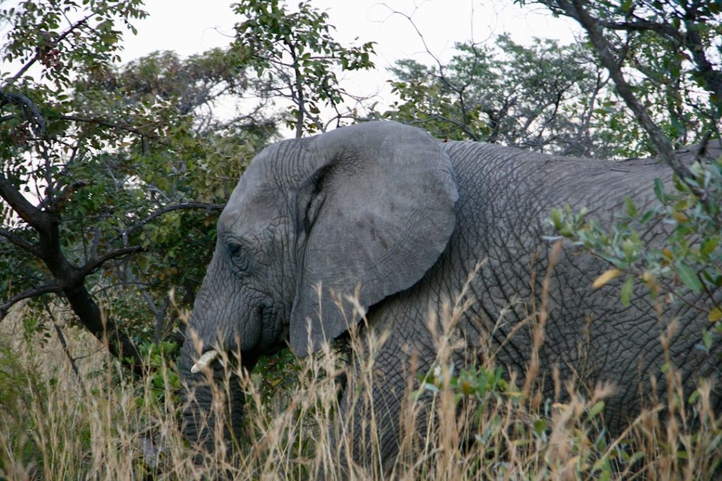 image-794 - fundsforNGOs Photo Conservation projects