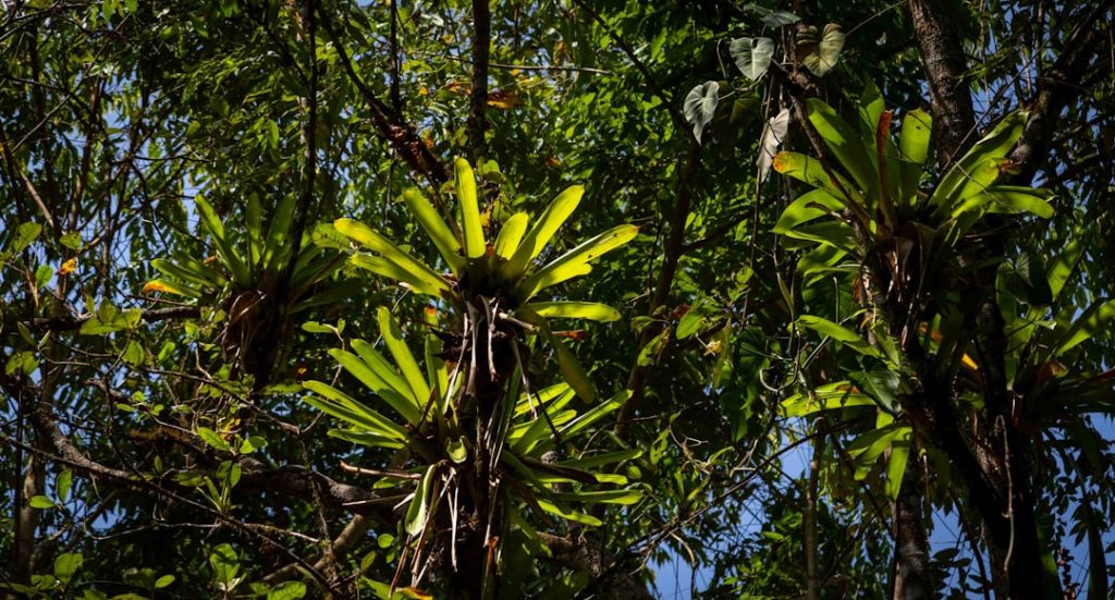 image-809 - fundsforNGOs Photo Rainforest canopy