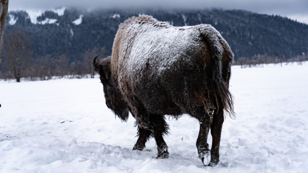 Photo Wildlife conservation